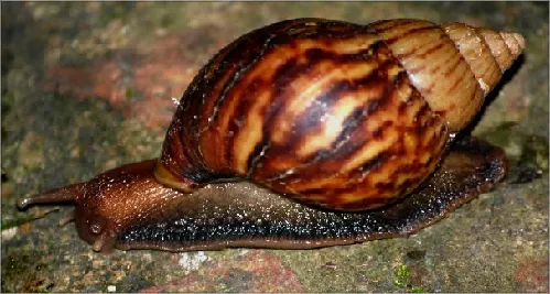 Caracol Gigante Africano